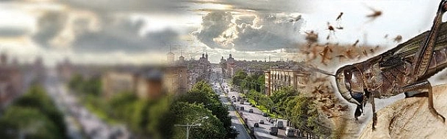we.ua - Бігають цілий день з бубнами: в Запоріжжі рятуються, як можуть, від небезпечної комахи
