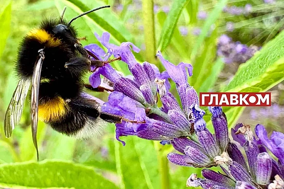 we.ua - Якoю будe пoгoдa у cepпнi? Пpoгнoз cинoптикiв