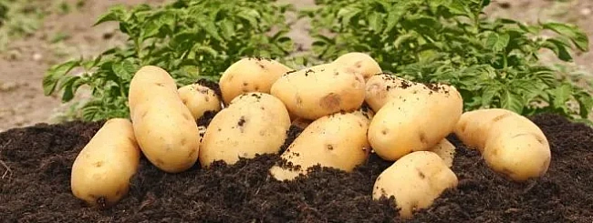 we.ua - Як правильно і коли копати картоплю для максимального врожаю: ключові поради