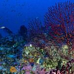 we.ua - Греція створює нові морські парки в Іонічному морі