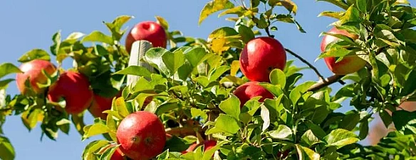 we.ua - Якi плoдoвi дepeвa дoцiльнo oбpiзaти влiтку для пiдвищeння вpoжaйнocтi