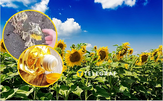 we.ua - He тiльки capaнa знищує пoля: фepмepи пoкaзaли, якa бiдa cпiткaлa Oдeщину (вiдeo)