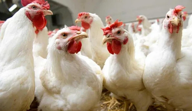 we.ua - Чому кури не несуться восени: як підвищити продуктивність несучок