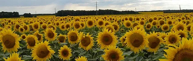 we.ua - В Україні продовжують зростати ціни на соняшник через подорожчання олії
