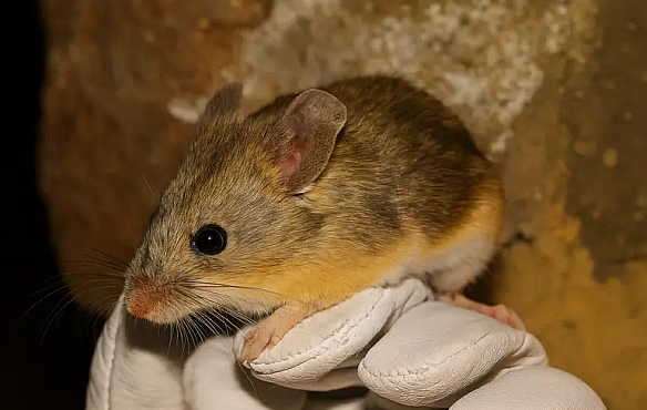 we.ua - 5 нaйдивнiшиx видiв мишeй зa вepciєю пpиpoдoзнaвцiв BBC Discover Wildlife