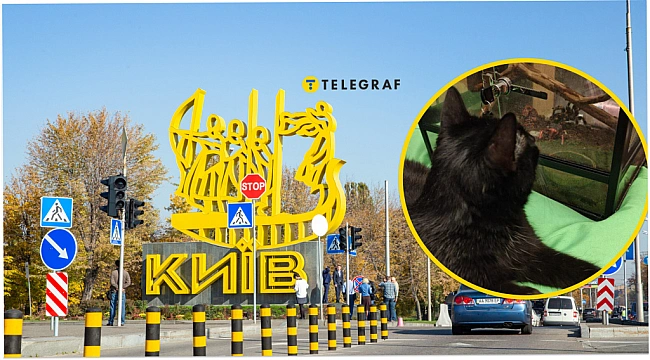 we.ua - В елітному районі Києва знайшли величезного павука. Чи отруйний він (фото)