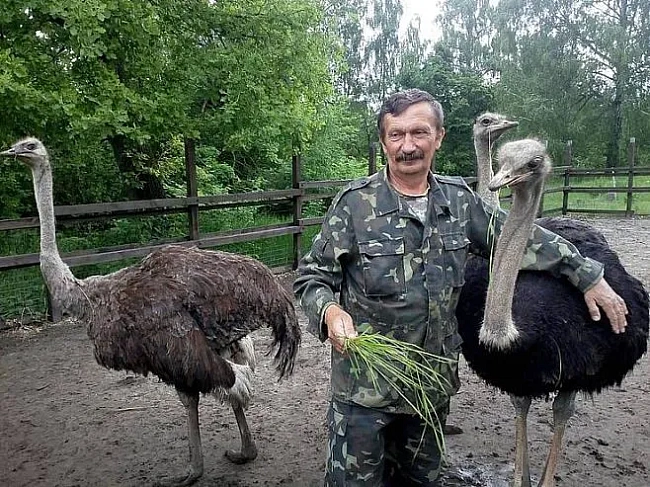 we.ua - Історія Олександра Володька: страусина ферма на родовому хуторі Чернігівщини