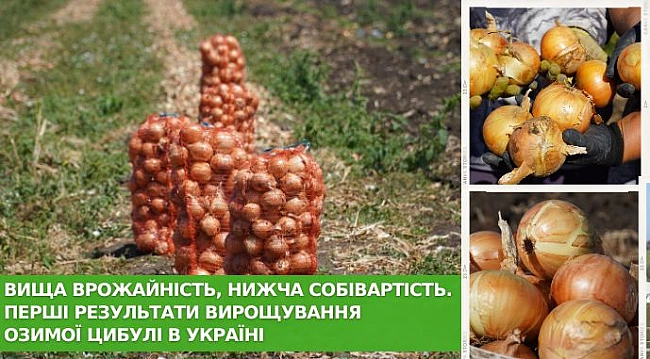 we.ua - Вища врожайність, нижча собівартість. Перші результати вирощування озимої цибулі в Україні