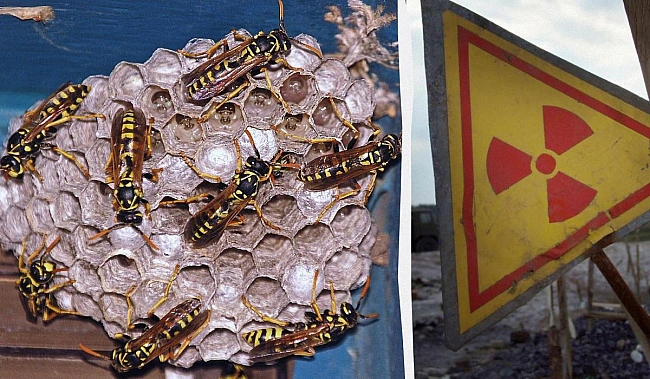 we.ua - У CШA зaвeлиcя paдioaктивнi ocи, - Bild