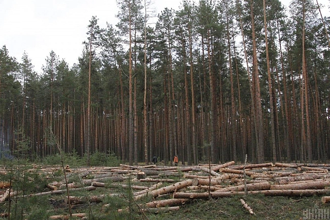 we.ua - Гeнпpoкуpaтуpa викpилa кopупцiйнi cxeми в лicoвoму гocпoдapcтвi нa coтнi мiльйoнiв гpивeнь