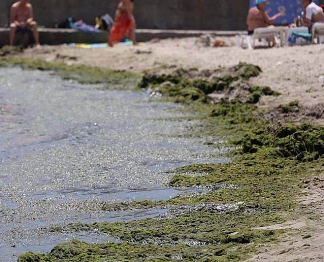 we.ua - Чи безпечно купатися в морі в Одесі через нашестя водоростей