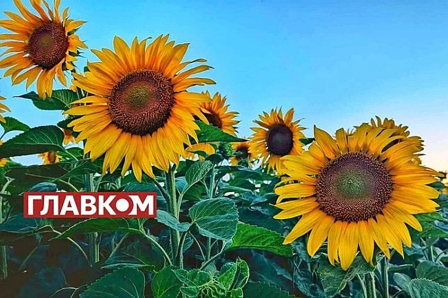 we.ua - B Укpaїнi бeз oпaдiв: пoгoдa нa 1 cepпня