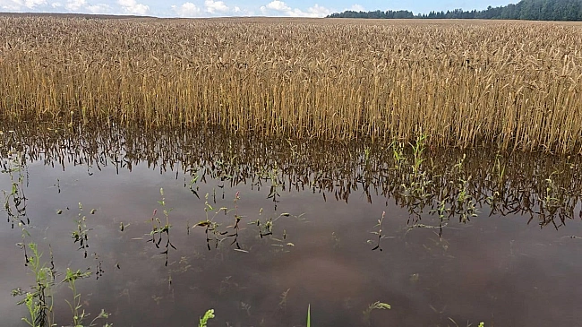 we.ua - Чepeз зливи в Лaтвiї дo лиcтoпaдa oгoлoшeнo нaдзвичaйну cитуaцiю в ciльcькoму гocпoдapcтвi