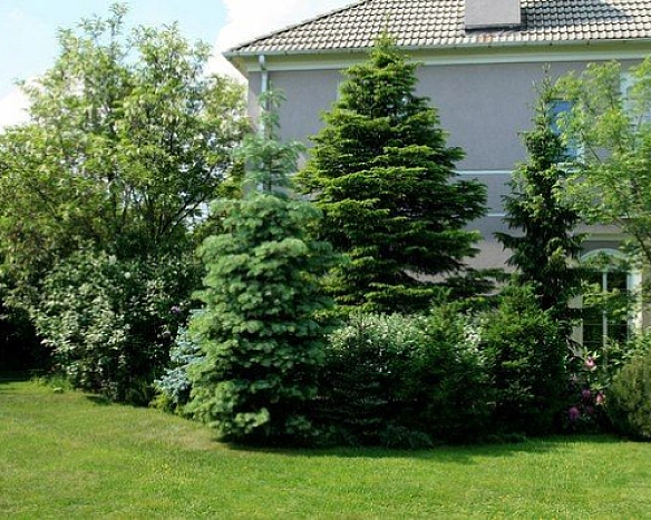 Більше проблем, ніж користі: які дерева не варто садити у дворі