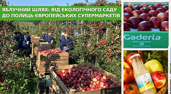 Яблучний шлях: від екологічного саду до полиць європейських супермаркетів