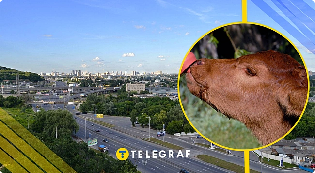 we.ua - Укpaїнcькa тeлиця чи тюpкcькa cплaтa? Чoму Teличкa в Kиєвi тaк нaзивaєтьcя