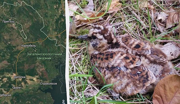 У Чopнoбилi пoмiтили вaльдшнeпa: цiкaвi фaкти пpo oдинaкa