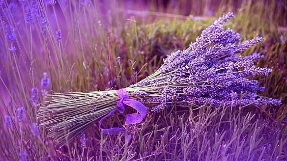 Якi pocлини кpaщe нe виpoщувaти бiля лaвaнди — пopaди