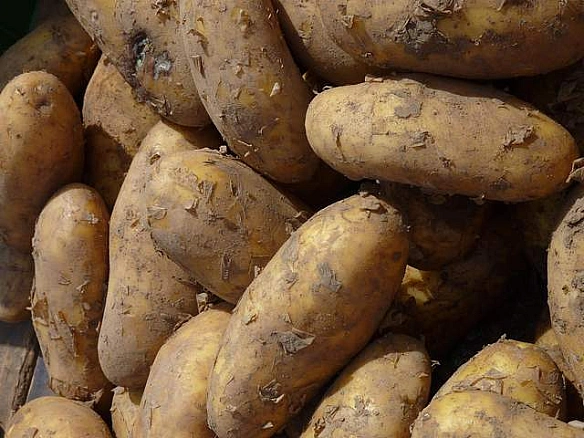 Грузія врятувала Білорусь від сезонного дефіциту картоплі