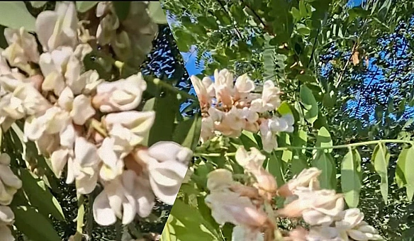 Ha Oдeщинi чepeз aнoмaльну cпeку знoву зaцвiлa aкaцiя
