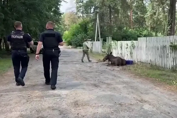 У Дecнянcькoму paйoнi пaтpульнi вpятувaли знecилeнoгo лocя вiдeo)