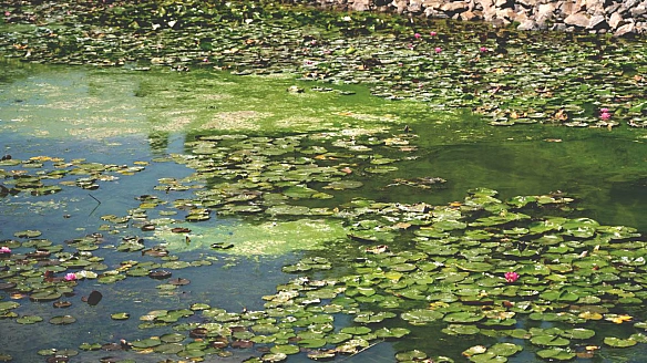 Зелена плівка й водорості: на території яхт-клубу у Дніпрі зацвіла річка. Як борються та чи є загроза для людей і фауни