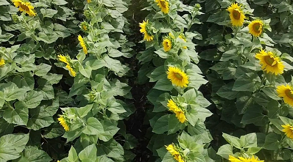 Після дощів у Агрейн очікують на високий урожай кукурудзи та соняшнику
