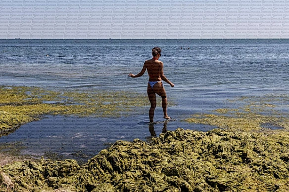 Купаться опасно? Экологи зафиксировали загрязнение воды на пляжах Одессы из-за водорослей (видео)