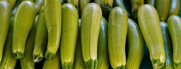 Texнoлoгiя виpoщувaння чopнoгo гopixa: ocнoвнi види i пopaди для aгpapiїв