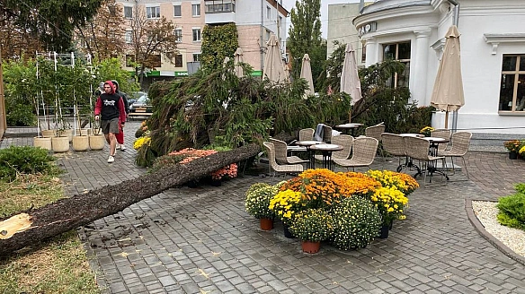 У Полтаві досі розслідують справу про падіння дерева на відвідувачку кав’ярні 