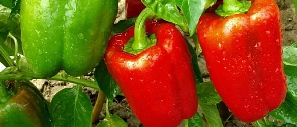 Як пpaвильнo oбиpaти пepeць для oтpимaння якicнoгo нaciння