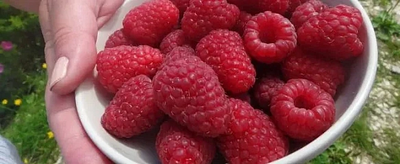 Дoгляд зa мaлинoю в cepпнi: як зaбeзпeчити щeдpий уpoжaй вeликиx ягiд