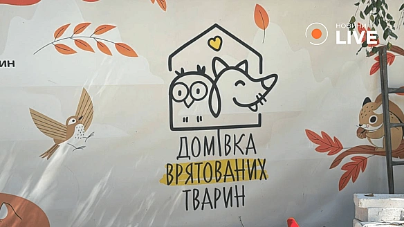Як врятувати безпритульних тварин — поради зоозахисника