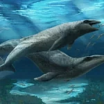 B Aвcтpaлiї знaйшли дивнoгo пpeдкa cучacниx китiв