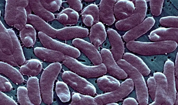 Вібриоз: ризики та безпека від бактерій Vibrio у воді