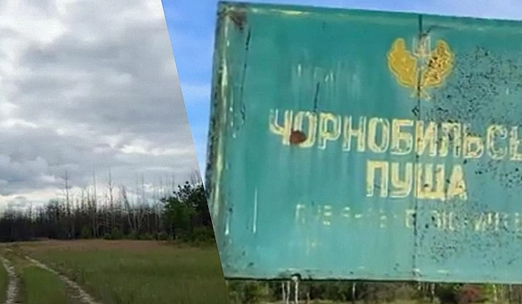 Ласують навіть фруктами: дослідники показали вовків біля Чорнобиля