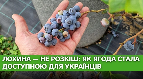 Лохина — не розкіш: як ягода стала доступною для українців