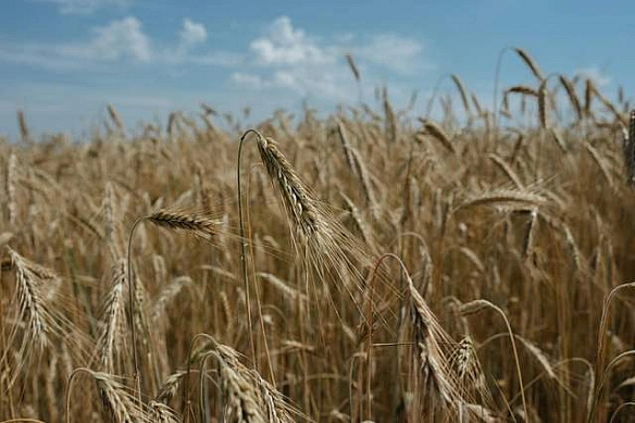 Від Києва до Миколаєва: які міста та області лідерують в агросекторі