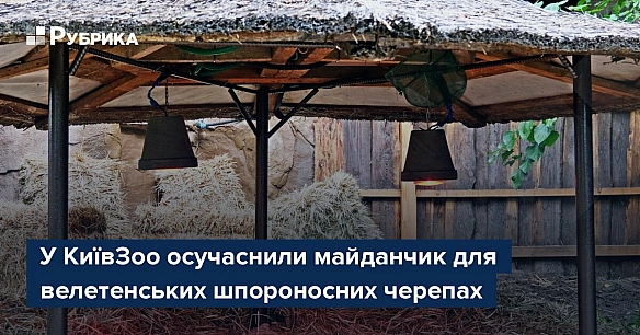 У КиївЗоо осучаснили майданчик для велетенських шпороносних черепах