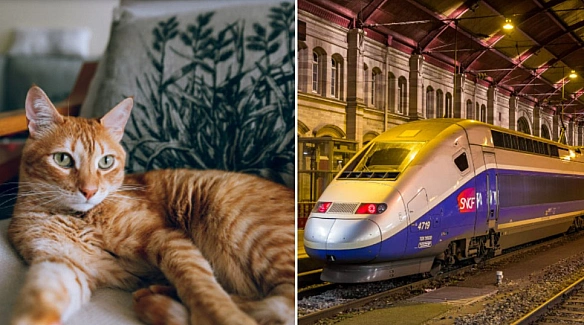 Котячий конфлікт: жінка отримала штраф через скарги на нявкання свого вихованця