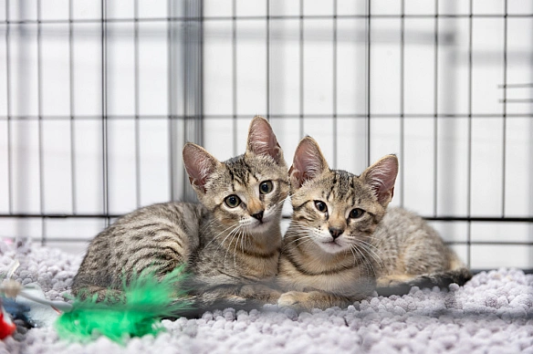 AdoptMe Days на ВДНГ: протягом вихідних в Києві триватиме фестиваль адопції тварин
