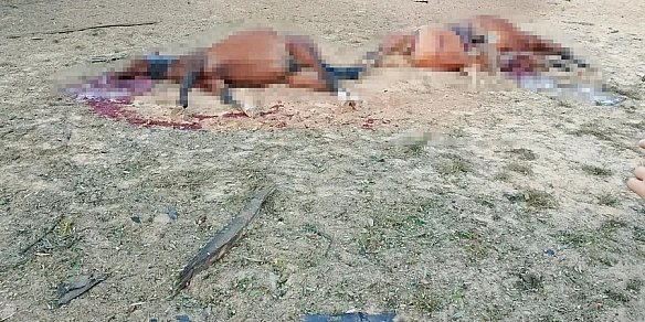 Від страху помчали на плац. Тварини з кінного клубу на Київщині пережили удари двома дронами, проте третій їх вбив