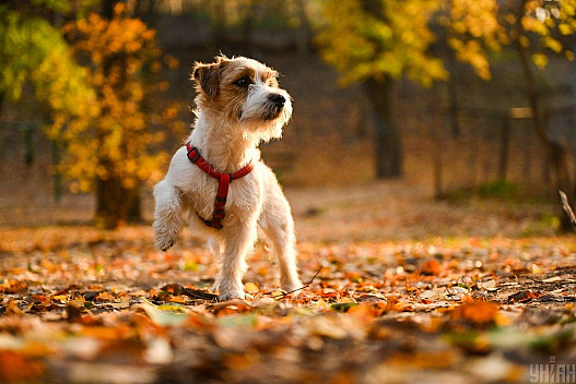 Синоптик повідомив, чи стане зимно в Україні з початком листопада - we.ua