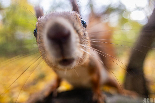 Завтра в Києві різко потеплішає: температура повітря підскочить до +15°. - we.ua