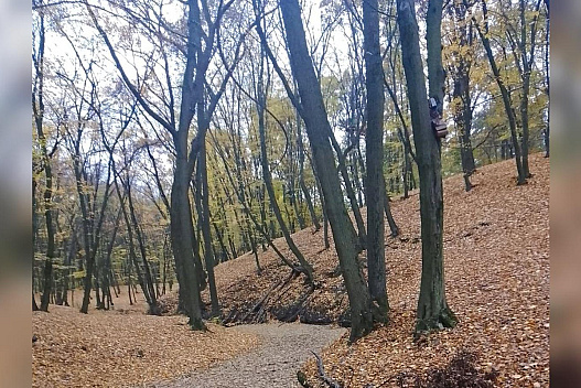 Завалить снігом чи буде тепло: синоптики здивували прогнозом на листопад - we.ua
