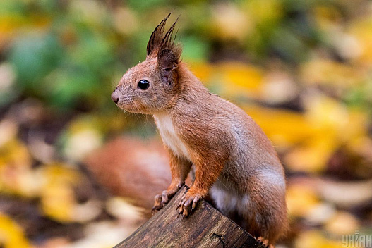 Листопад в Україні розпочнеться теплом, лише в кількох областях похолоднішає - we.ua