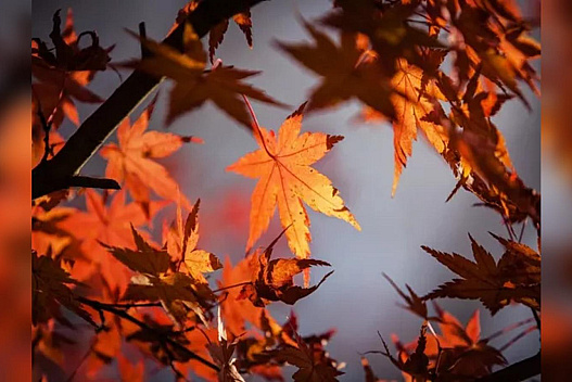 «Бабине літо» прийде в Україну в понеділок: прогноз синоптиків на 3 — 9 листопада - we.ua