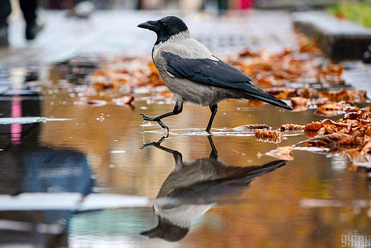 5 листопада дощі в Україні триватимуть: де буде мокро - we.ua