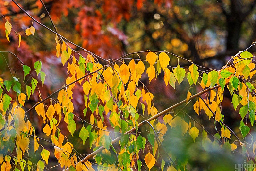 Відома синоптикиня розказала, що буде з погодою в Україні 5 листопада - we.ua