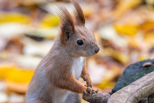 6 листопада потішить киян осіннім сонцем і теплом - we.ua